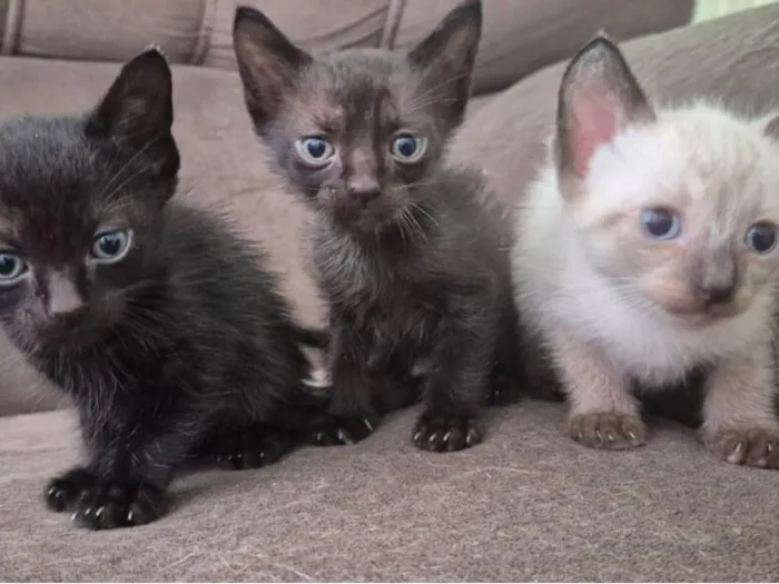 Gato raça SRD-ViraLata idade Abaixo de 2 meses nome Tatiana 