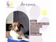 Cachorro raça SRD-ViraLata idade 1 ano nome Ártemis 