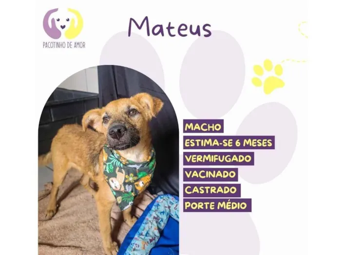 Cachorro raça SRD-ViraLata idade 7 a 11 meses nome Mateus 