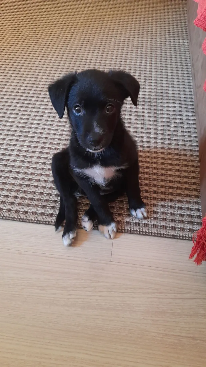 Cachorro raça SRD-ViraLata idade 2 a 6 meses nome Scooby