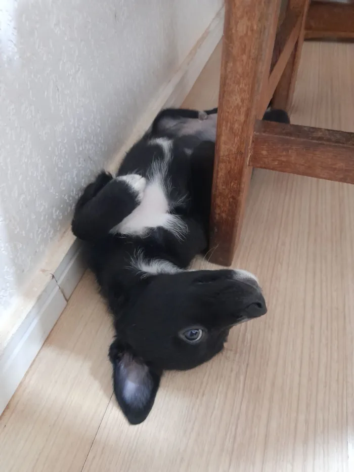 Cachorro raça SRD-ViraLata idade 2 a 6 meses nome Scooby