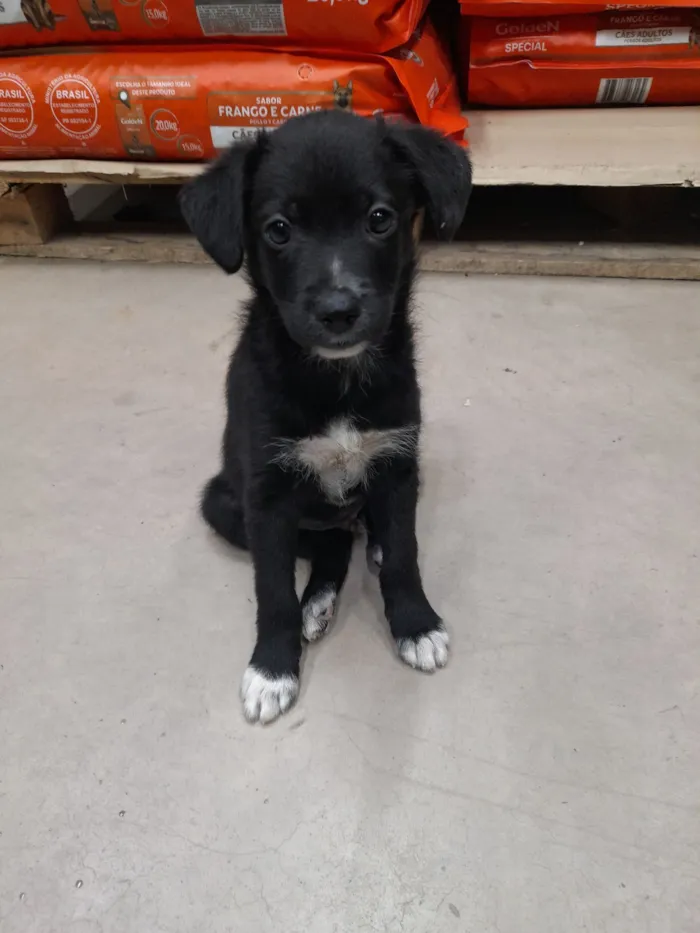 Cachorro raça SRD-ViraLata idade 2 a 6 meses nome Scooby