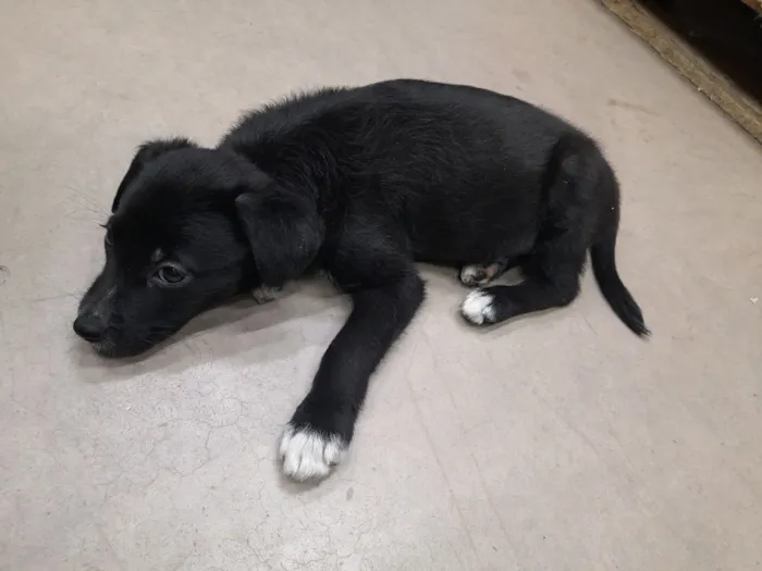 Cachorro raça SRD-ViraLata idade 2 a 6 meses nome Scooby