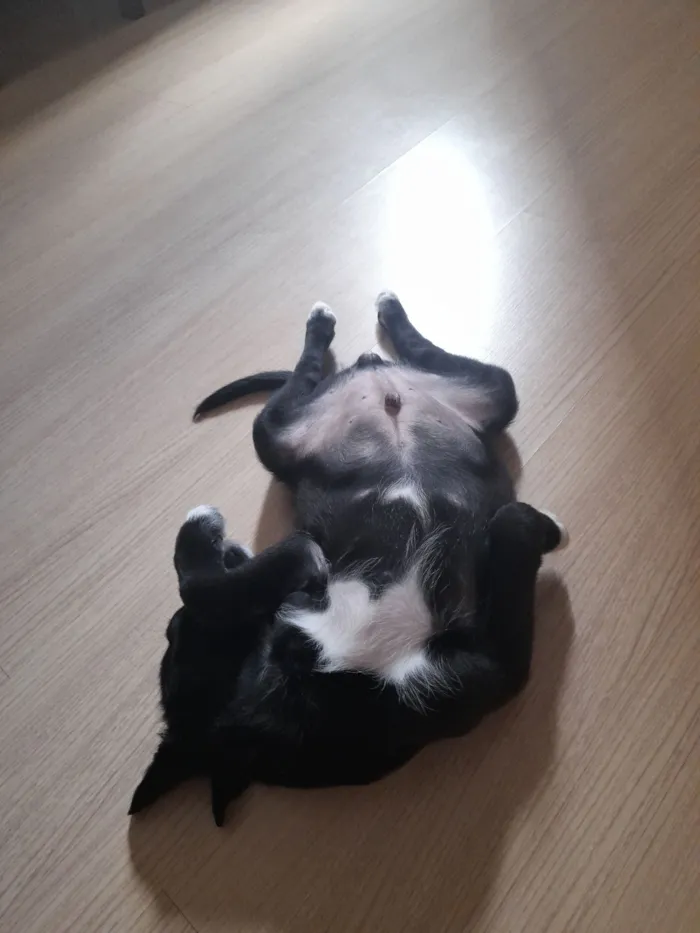 Cachorro raça SRD-ViraLata idade 2 a 6 meses nome Scooby