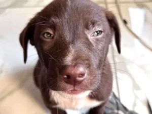 Cachorro raça SRD-ViraLata idade 2 a 6 meses nome Paçoca 