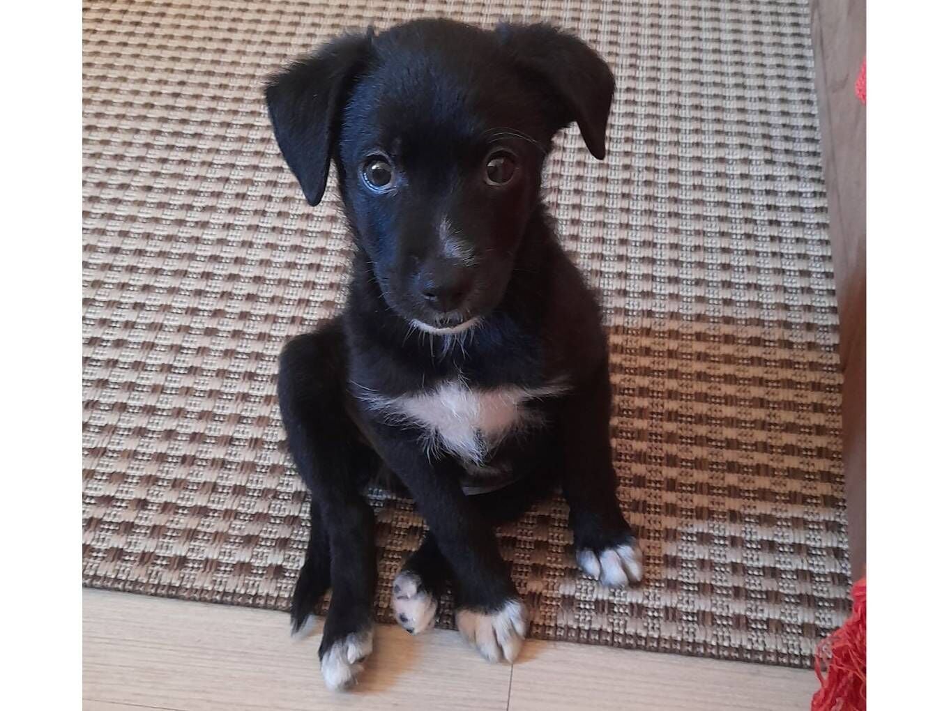 Cachorro raça SRD-ViraLata idade 2 a 6 meses nome Scooby