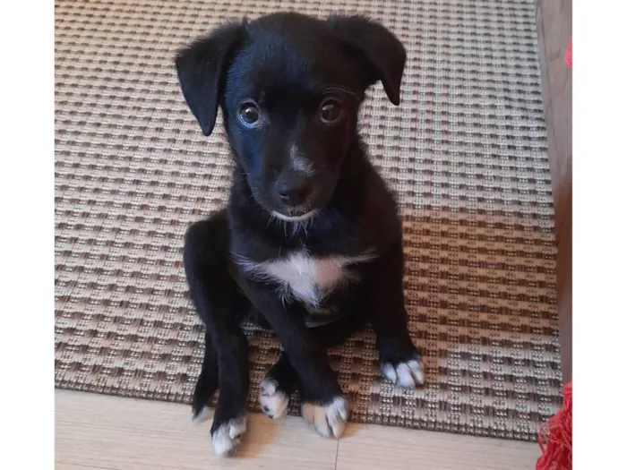 Cachorro raça SRD-ViraLata idade 2 a 6 meses nome Scooby