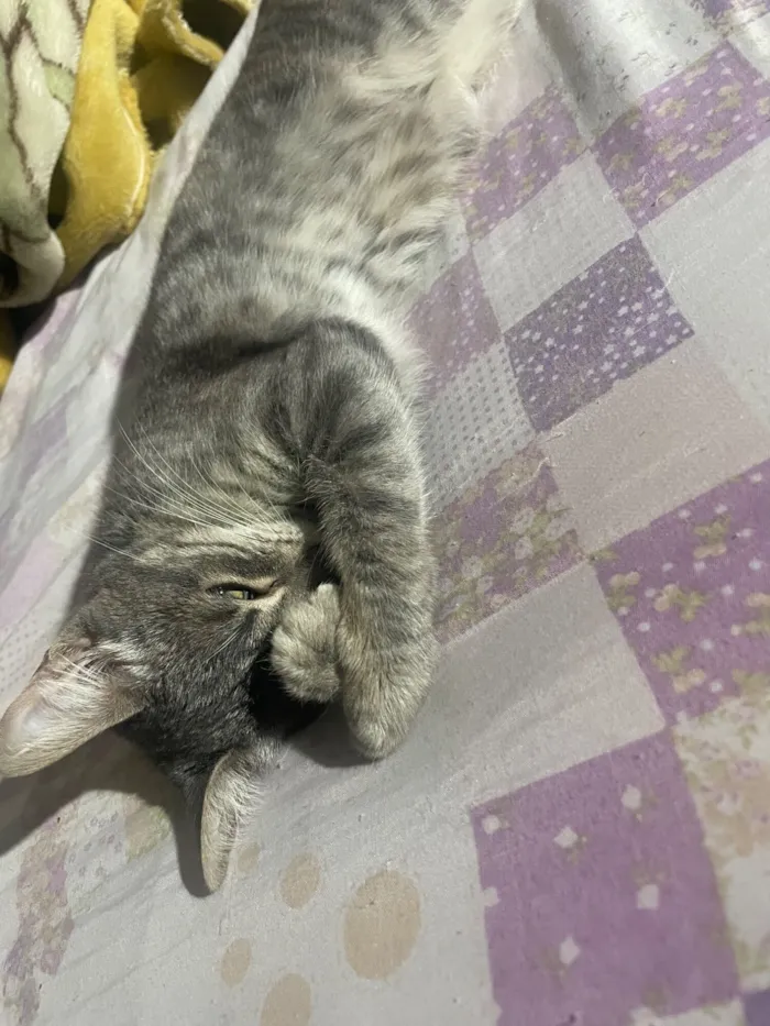 Gato raça SRD-ViraLata idade 2 a 6 meses nome Amorinha 