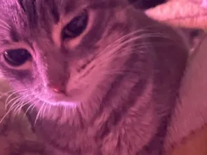 Gato raça SRD-ViraLata idade 2 a 6 meses nome Amorinha 