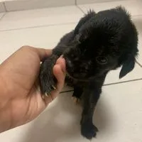 Cachorro raça SRD-ViraLata idade Abaixo de 2 meses nome Princesa