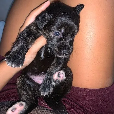 Cachorro raça SRD-ViraLata idade Abaixo de 2 meses nome Princesa