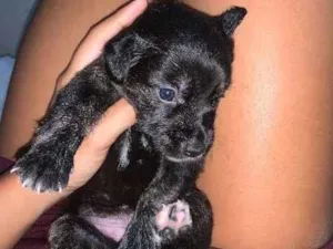 Cachorro raça SRD-ViraLata idade Abaixo de 2 meses nome Princesa