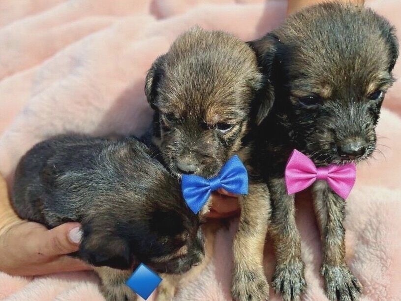 Cachorro raça SRD-ViraLata idade Abaixo de 2 meses nome Romeu Julieta Hércules 