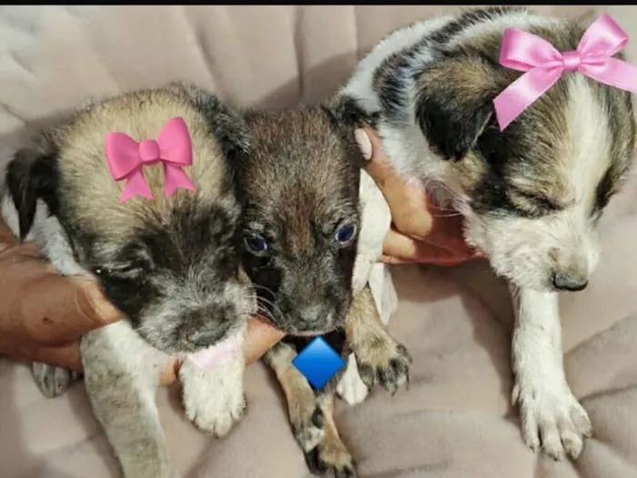 Cachorro raça SRD-ViraLata idade Abaixo de 2 meses nome Filó Sofia Sansão 