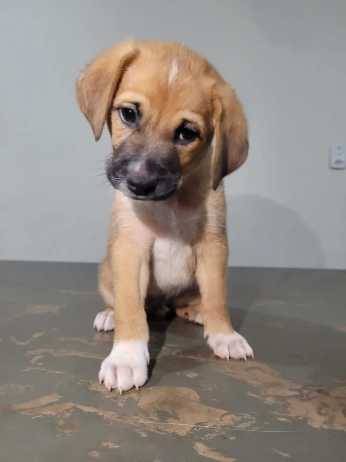 Cachorro raça SRD-ViraLata idade Abaixo de 2 meses nome Sem nome