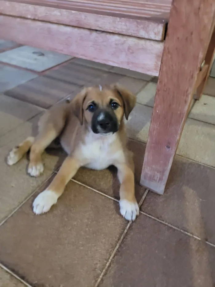 Cachorro raça SRD-ViraLata idade Abaixo de 2 meses nome Sem nome