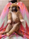 Cachorro raça SRD-ViraLata idade Abaixo de 2 meses nome Sem nome