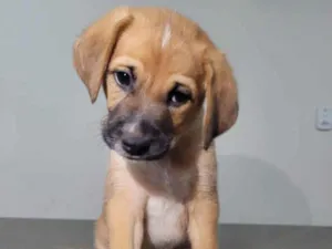 Cachorro raça SRD-ViraLata idade Abaixo de 2 meses nome Sem nome
