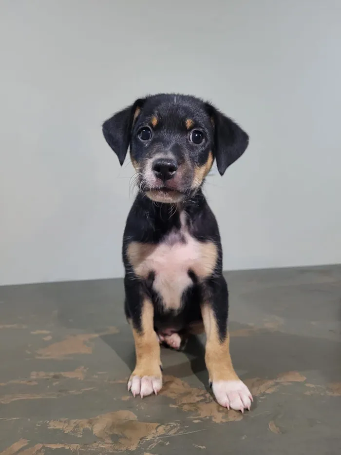 Cachorro raça SRD-ViraLata idade Abaixo de 2 meses nome Filhote (sem nome)