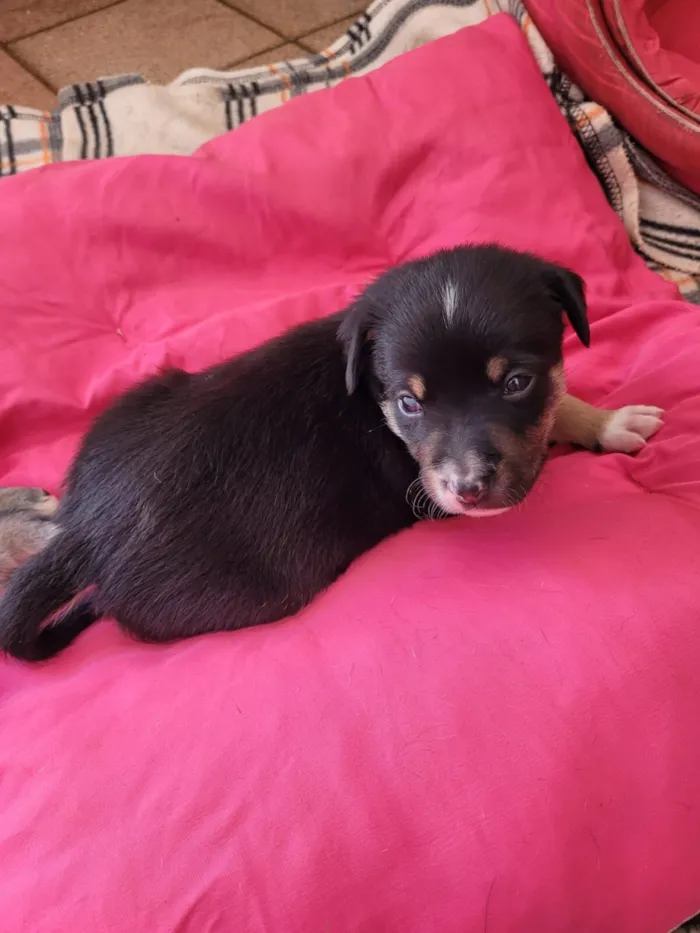 Cachorro raça SRD-ViraLata idade Abaixo de 2 meses nome Filhote (sem nome)