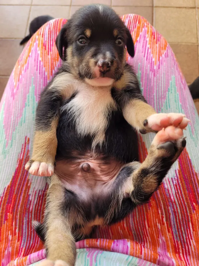 Cachorro raça SRD-ViraLata idade Abaixo de 2 meses nome Filhote (sem nome)