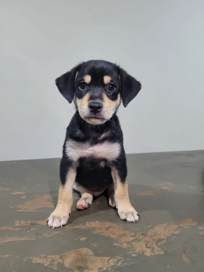 Cachorro raça SRD-ViraLata idade Abaixo de 2 meses nome Filhotinho (sem nome)