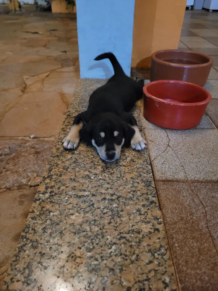 Cachorro raça SRD-ViraLata idade Abaixo de 2 meses nome Filhotinho (sem nome)