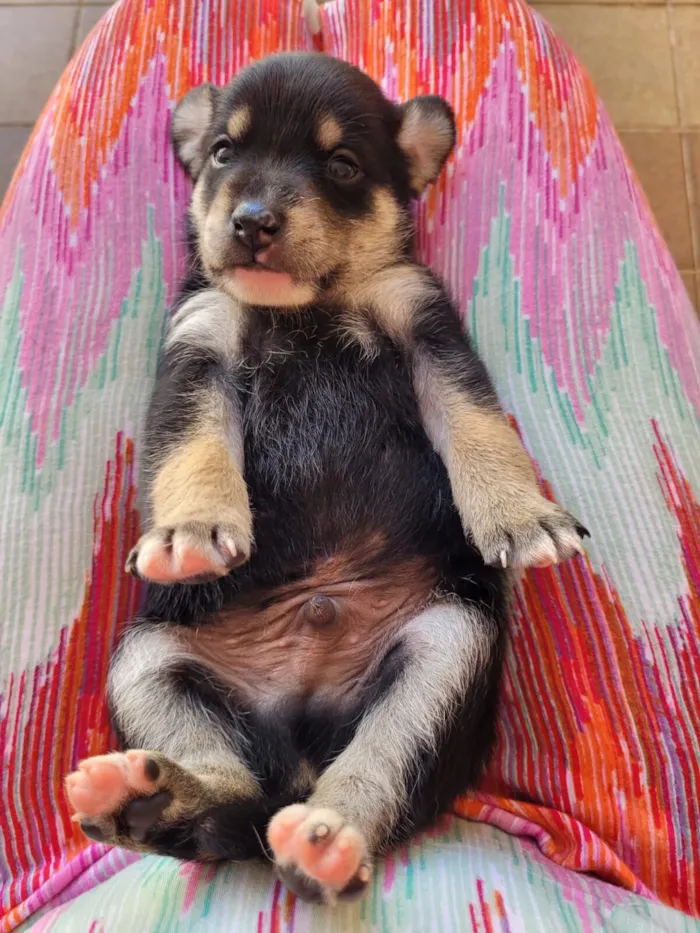 Cachorro raça SRD-ViraLata idade Abaixo de 2 meses nome Filhotinho (sem nome)