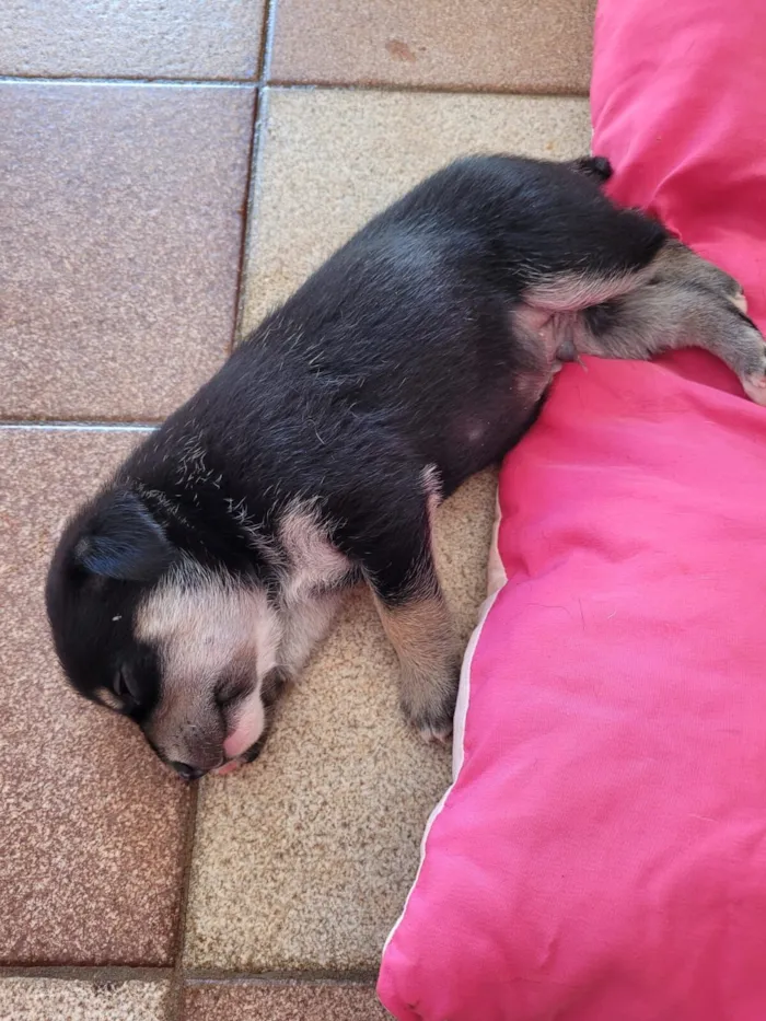 Cachorro raça SRD-ViraLata idade Abaixo de 2 meses nome Filhotinho (sem nome)