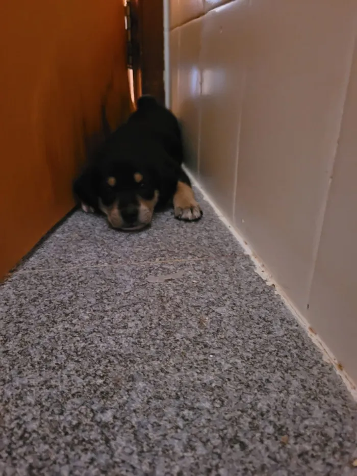 Cachorro raça SRD-ViraLata idade Abaixo de 2 meses nome Filhotinho (sem nome)