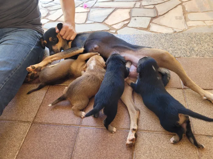 Cachorro raça SRD-ViraLata idade Abaixo de 2 meses nome Filhotinho (sem nome)