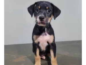 Cachorro raça SRD-ViraLata idade Abaixo de 2 meses nome Filhote (sem nome)