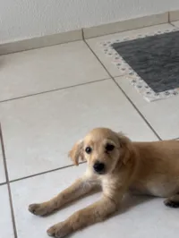 Cachorro raça SRD-ViraLata idade 2 a 6 meses nome Thaynara