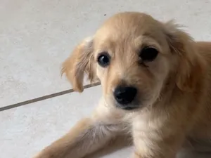 Cachorro raça SRD-ViraLata idade 2 a 6 meses nome Thaynara