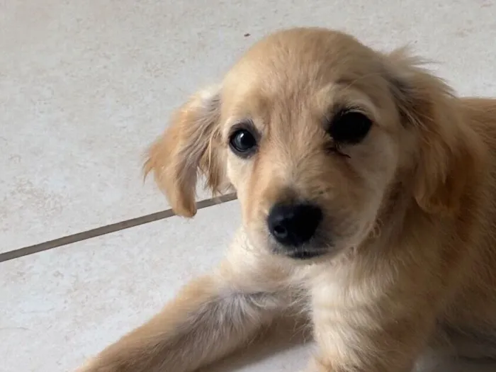 Cachorro raça SRD-ViraLata idade 2 a 6 meses nome Thaynara