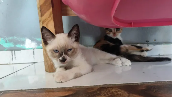 Gato raça Siamês idade 2 a 6 meses nome Sem nome