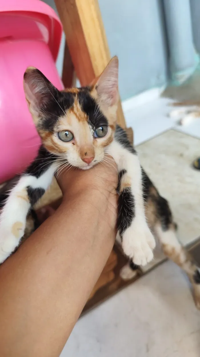 Gato raça Siamês idade 2 a 6 meses nome Sem nome