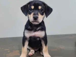 Cachorro raça SRD-ViraLata idade Abaixo de 2 meses nome Filhotinho (sem nome)