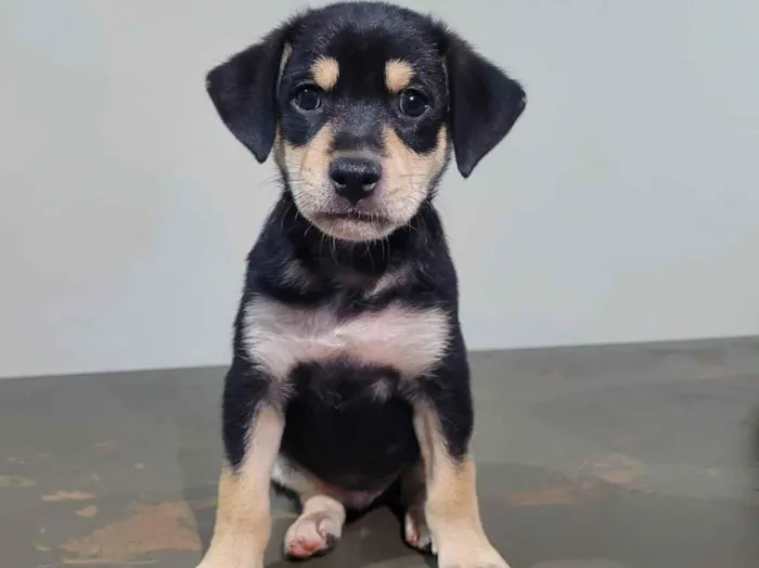 Cachorro raça SRD-ViraLata idade Abaixo de 2 meses nome Filhotinho (sem nome)
