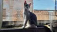 Gato raça SRD-ViraLata idade 4 anos nome Toreto 