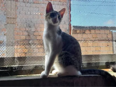 Gato raça SRD-ViraLata idade 4 anos nome Toreto 