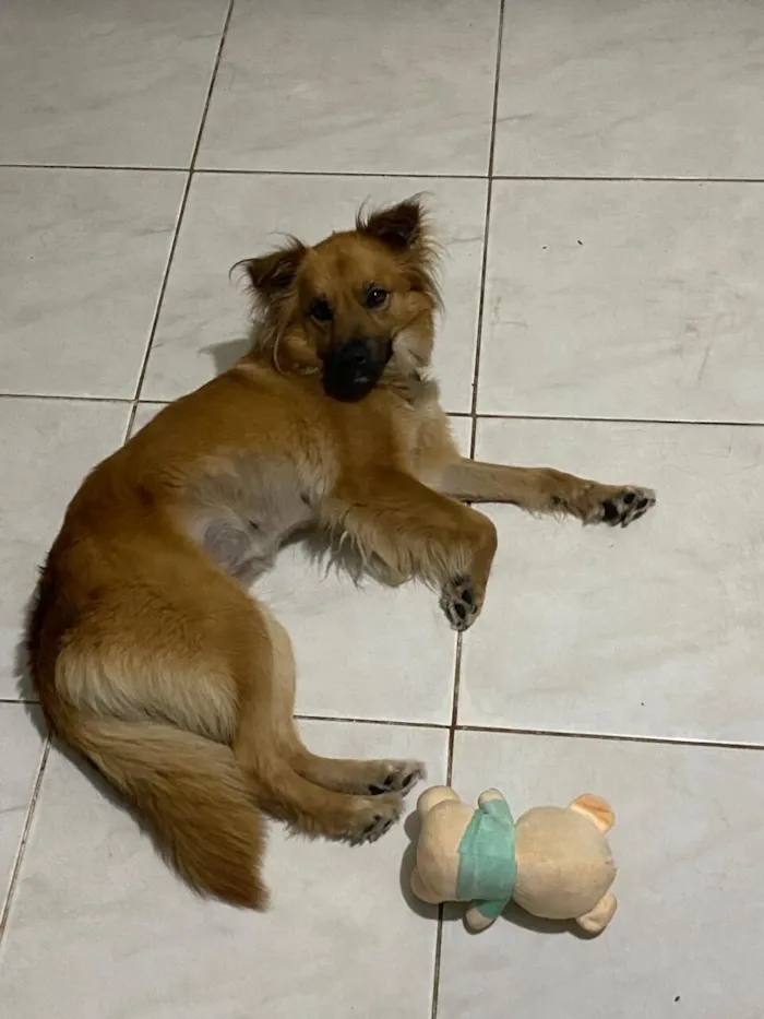Cachorro raça SRD-ViraLata idade 3 anos nome Lia