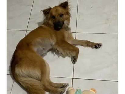 Cachorro raça SRD-ViraLata idade 3 anos nome Lia