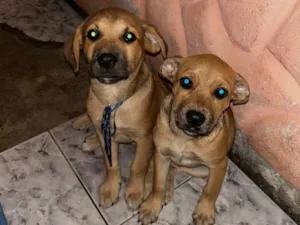 Cachorro raça SRD-ViraLata idade 2 a 6 meses nome Simba e Nala