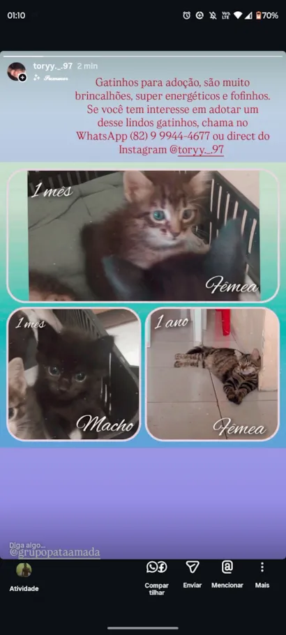 Gato raça SRD-ViraLata idade Abaixo de 2 meses nome Mavie (meivie)