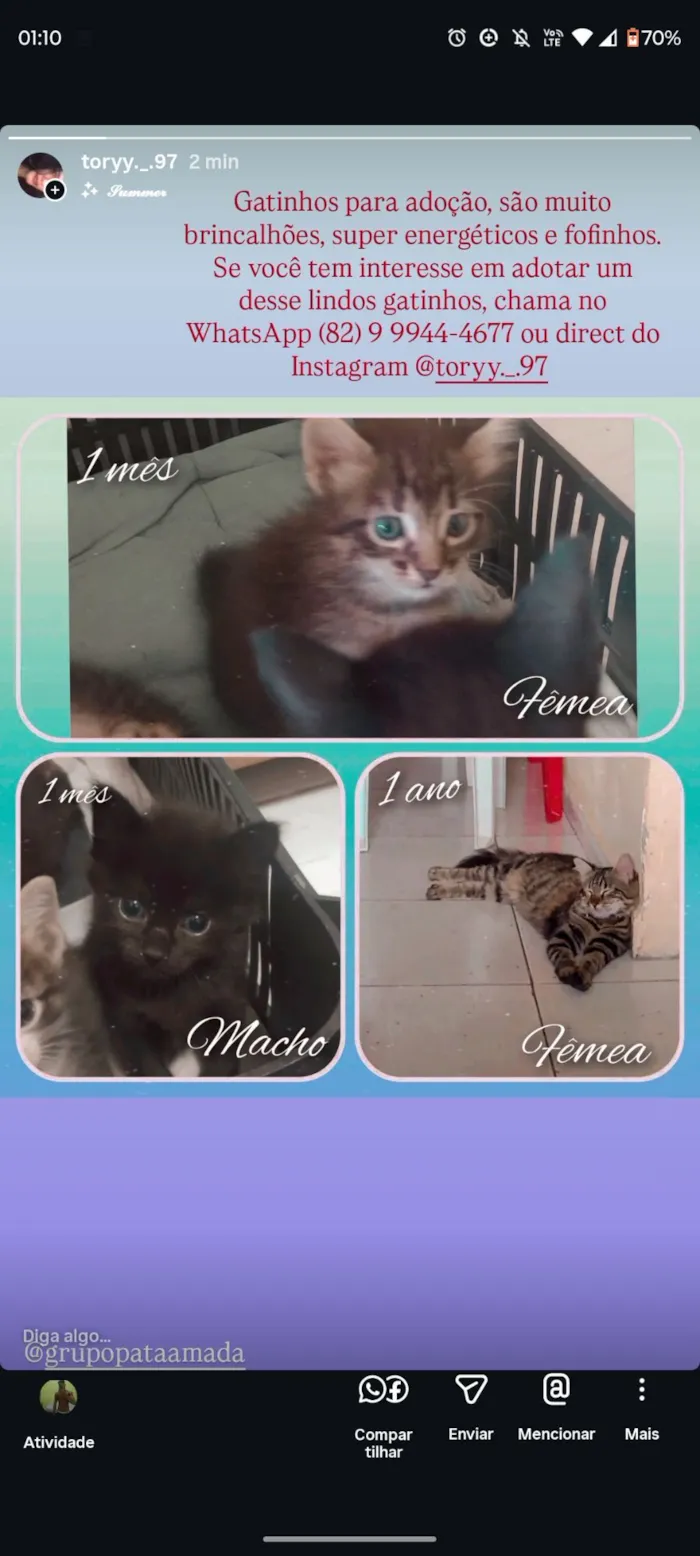 Gato raça SRD-ViraLata idade Abaixo de 2 meses nome Mavie (meivie)