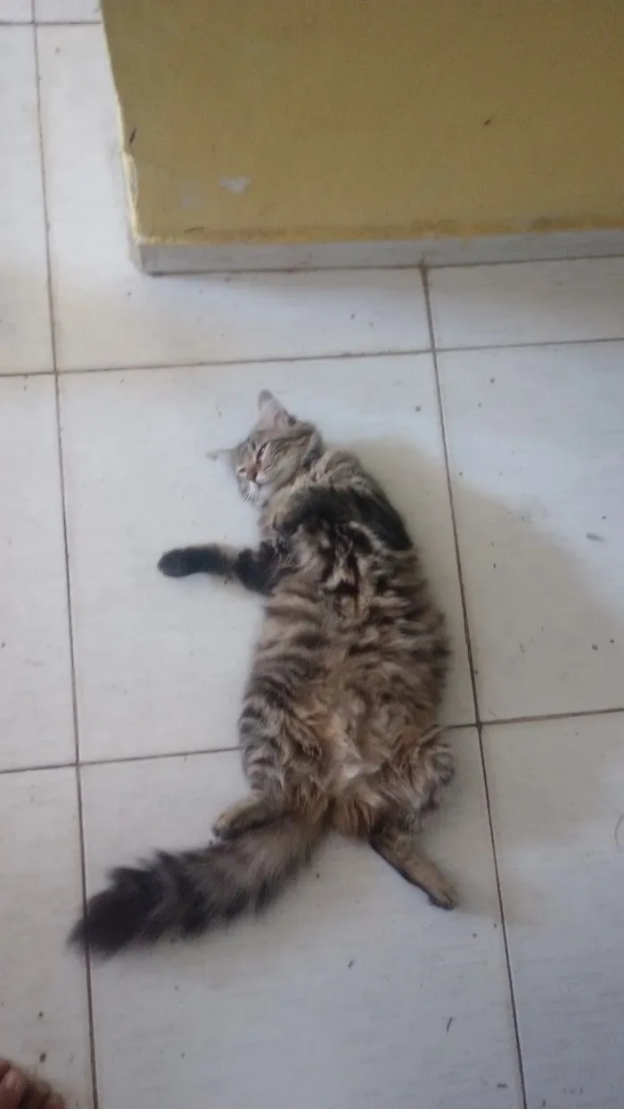 Gato raça SRD-ViraLata idade Abaixo de 2 meses nome Mavie (meivie)