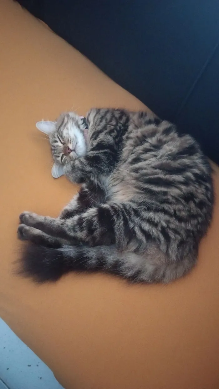 Gato raça SRD-ViraLata idade Abaixo de 2 meses nome Mavie (meivie)