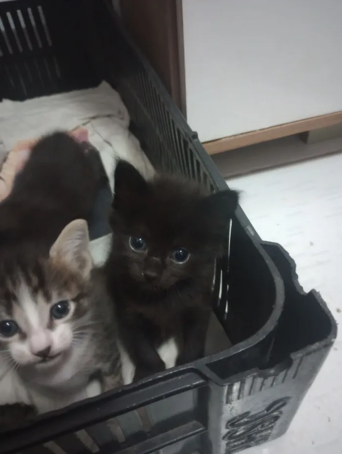 Gato raça SRD-ViraLata idade Abaixo de 2 meses nome Mavie (meivie)