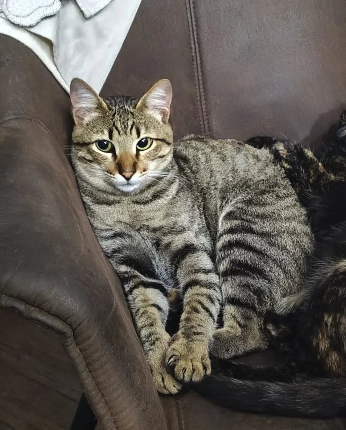 Gato raça SRD-ViraLata idade 1 ano nome Tunico 